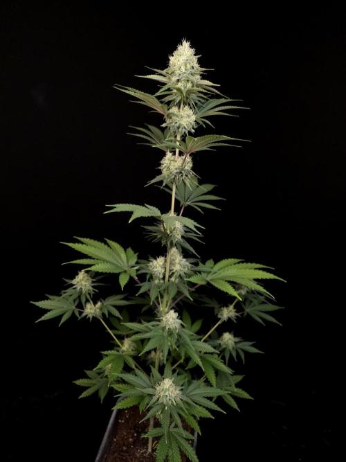 Skunk 2. Week 4