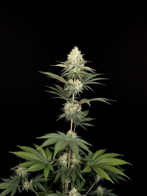 Skunk 2. Week 4