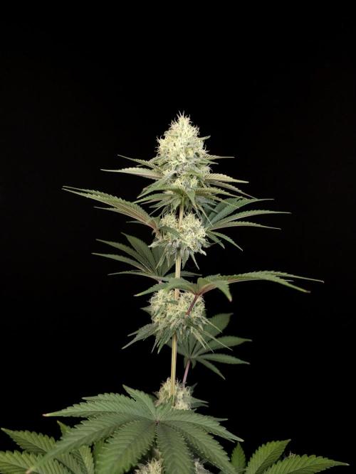 Skunk 2. Week 4