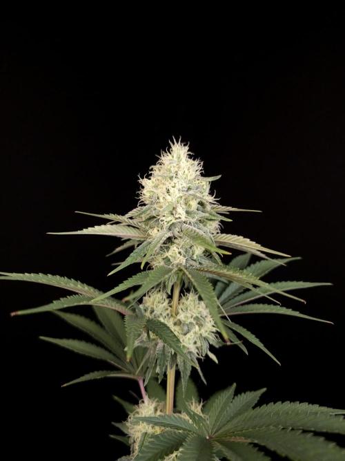 Skunk 2. Week 4
