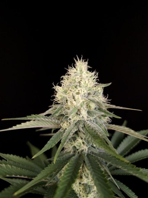 Skunk 2. Week 4