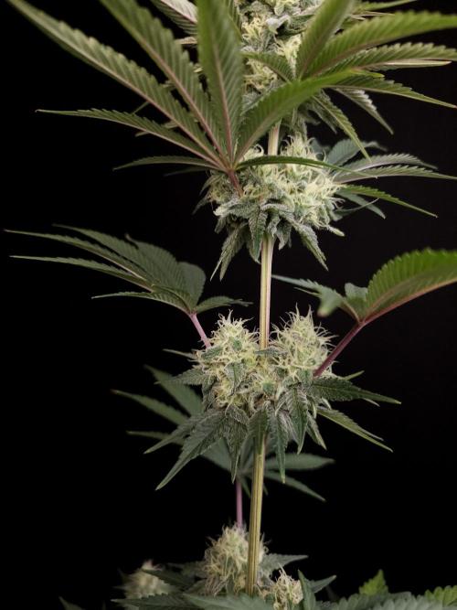 Skunk 2. Week 4