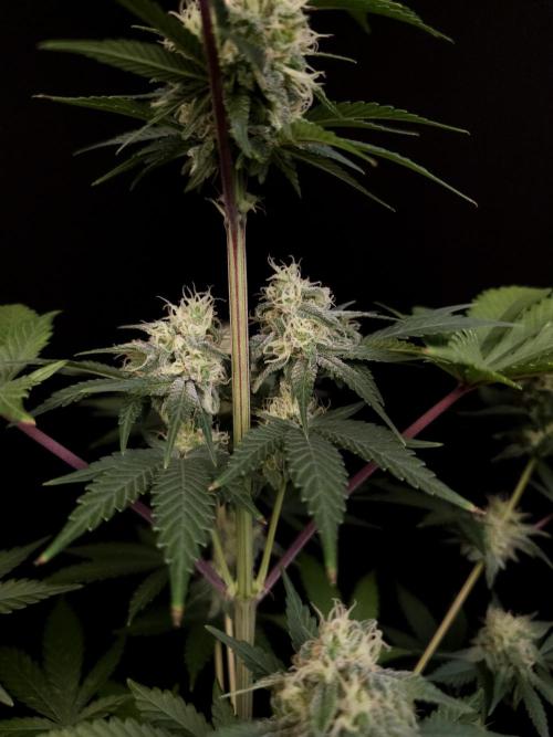 Skunk 2. Week 4