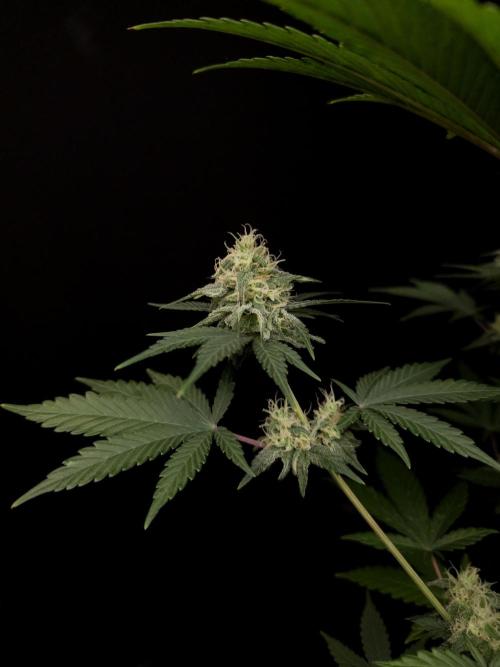 Skunk 2. Week 4