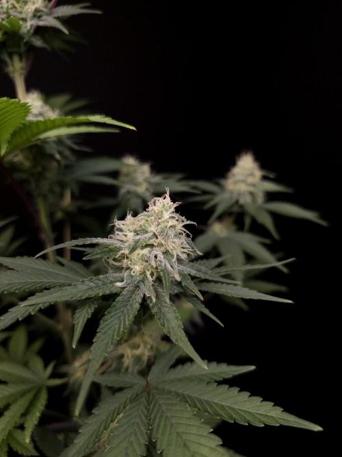 Skunk 2. Week 4