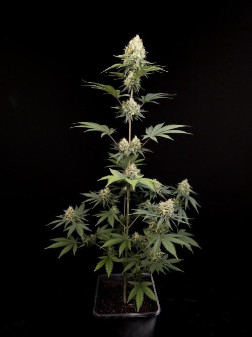 Skunk 2. Week 5