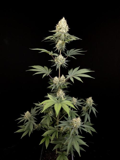 Skunk 2. Week 5