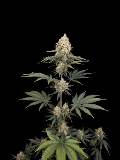 Skunk 2. Week 5