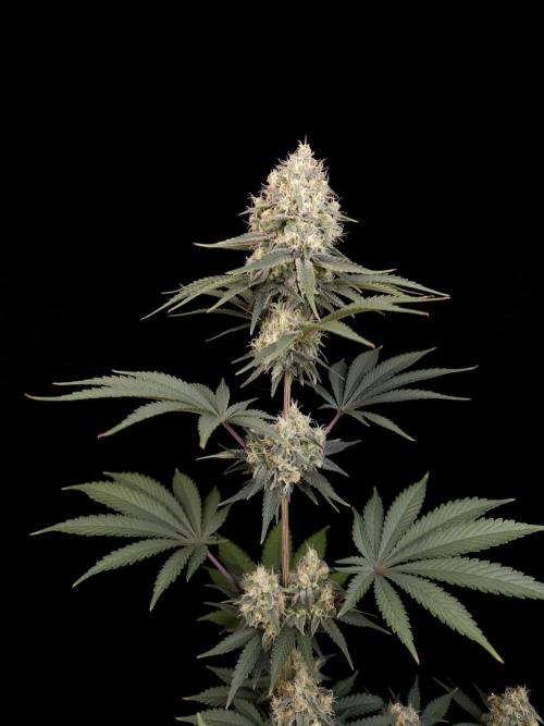 Skunk 2. Week 5