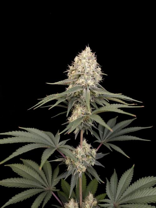 Skunk 2. Week 5