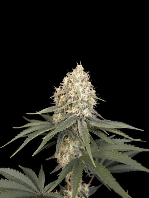 Skunk 2. Week 5