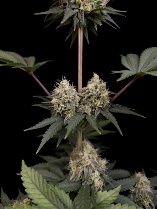 Skunk 2. Week 5
