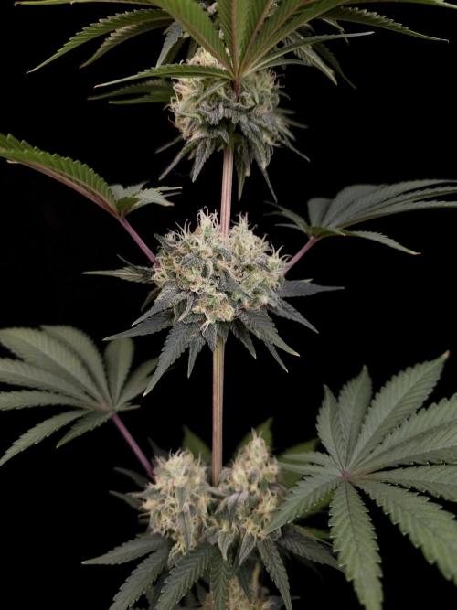 Skunk 2. Week 5