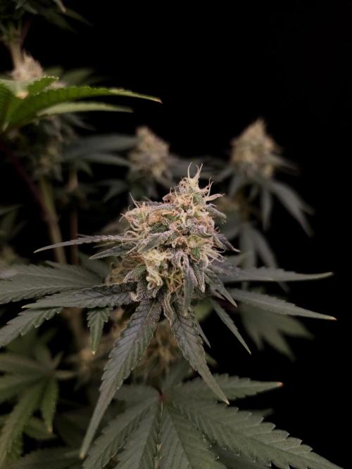 Skunk 2. Week 5