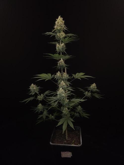 Skunk 2. Week 6