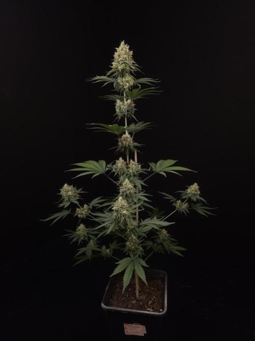 Skunk 2. Week 6