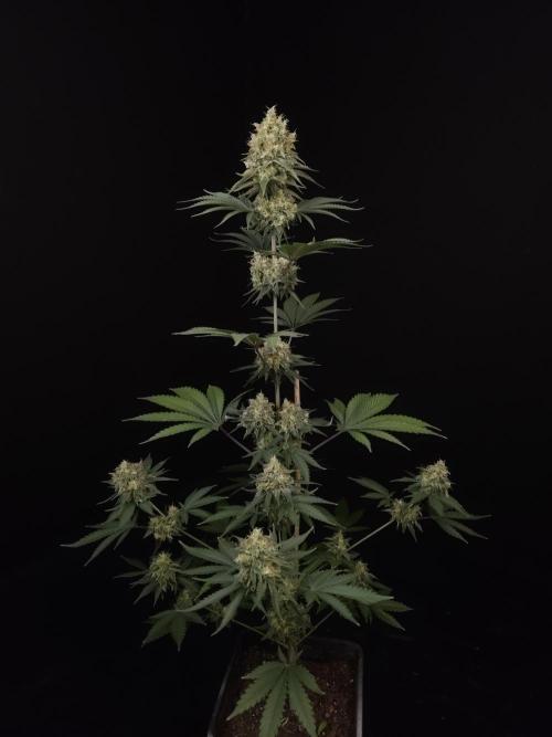 Skunk 2. Week 6