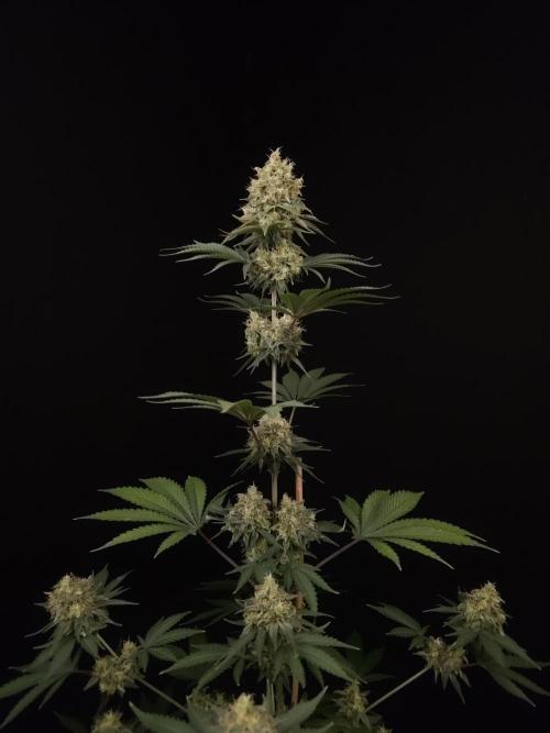 Skunk 2. Week 6
