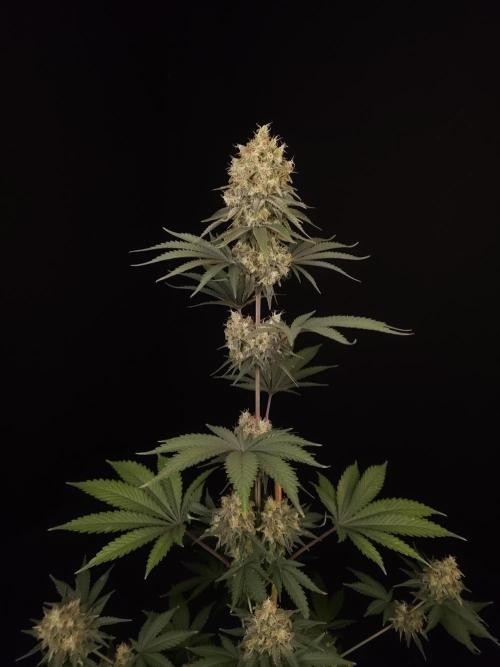 Skunk 2. Week 6