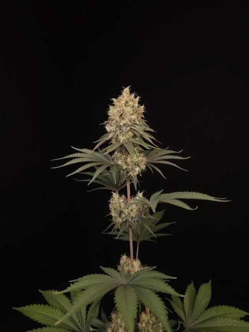 Skunk 2. Week 6