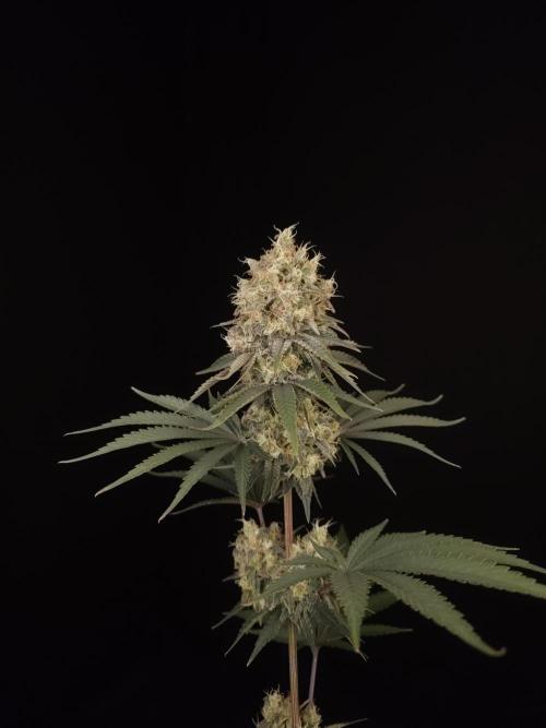 Skunk 2. Week 6
