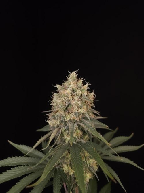 Skunk 2. Week 6