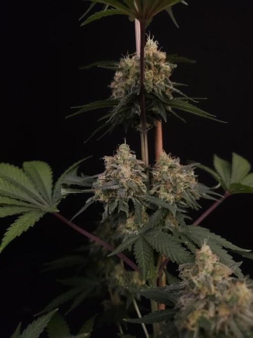 Skunk 2. Week 6