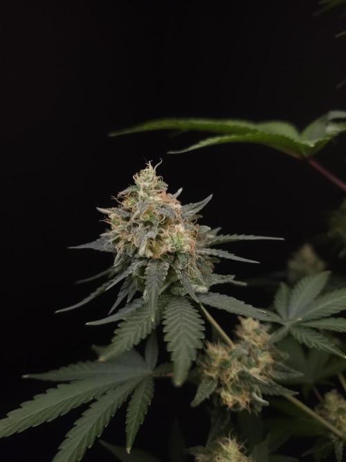 Skunk 2. Week 6