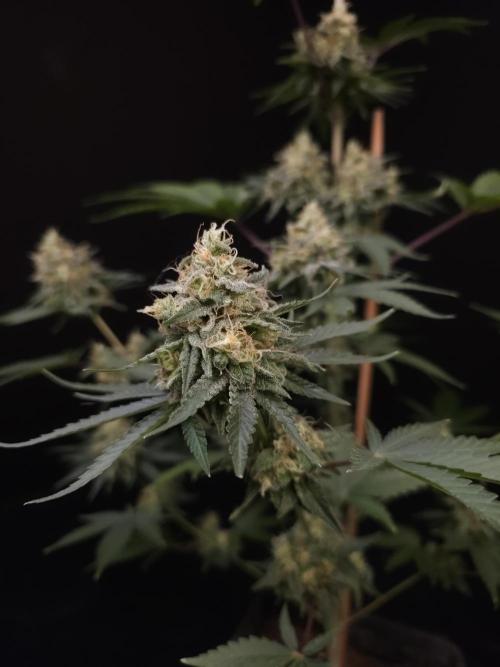 Skunk 2. Week 6