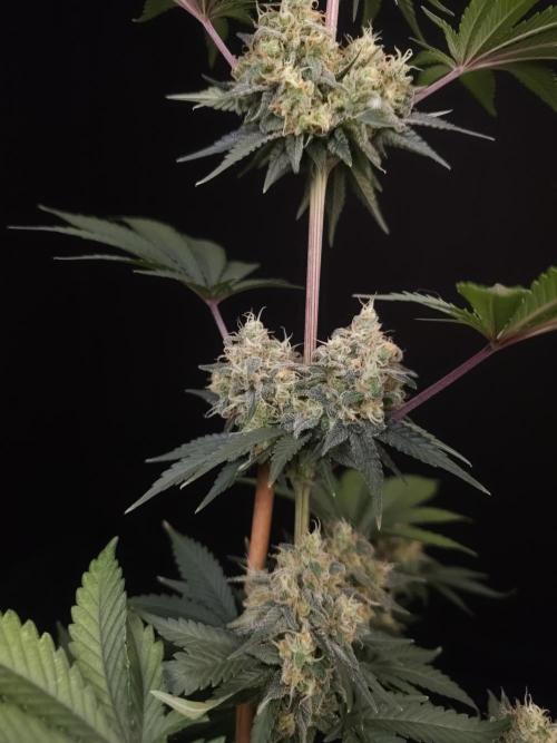 Skunk 2. Week 6