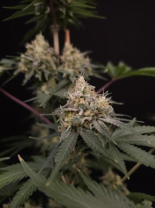 Skunk 2. Week 6