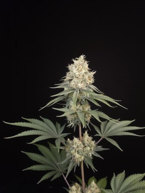 Skunk 2. Week 6