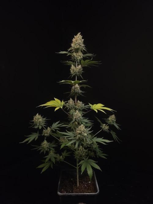 Skunk 2. Week 7