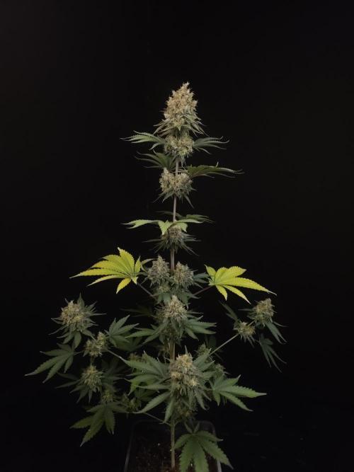 Skunk 2. Week 7