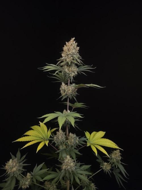 Skunk 2. Week 7