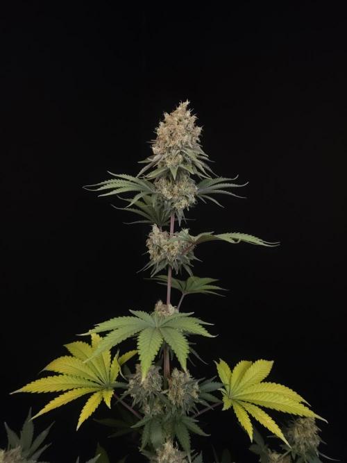 Skunk 2. Week 7