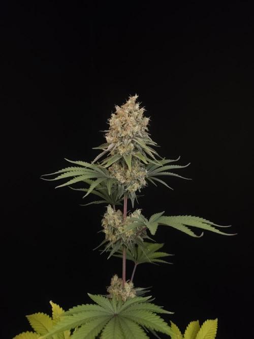 Skunk 2. Week 7