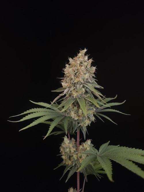 Skunk 2. Week 7
