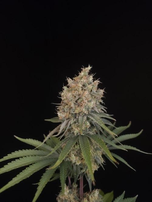Skunk 2. Week 7