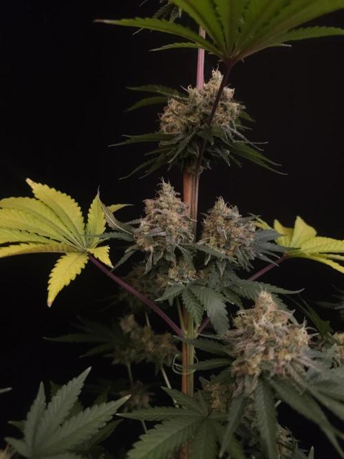 Skunk 2. Week 7