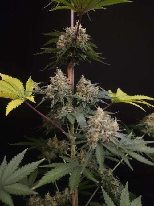 Skunk 2. Week 7