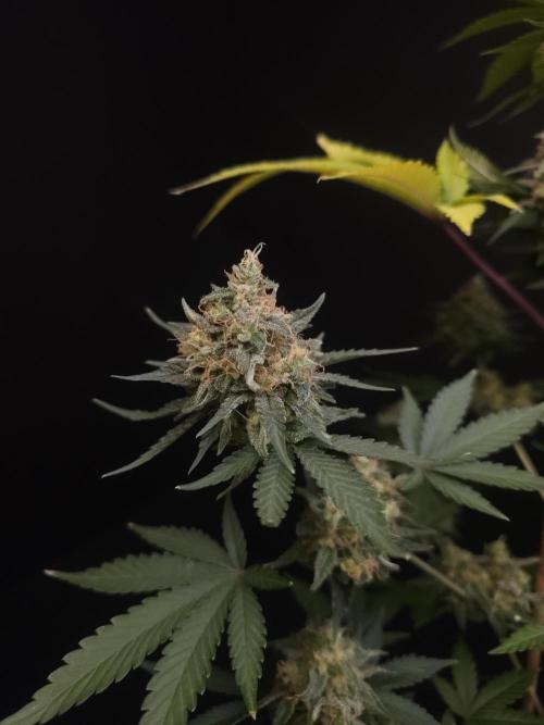 Skunk 2. Week 7