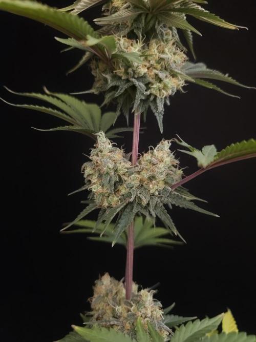 Skunk 2. Week 7