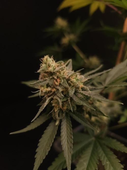Skunk 2. Week 7
