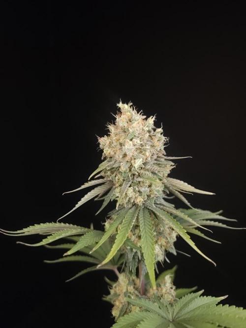 Skunk 2. Week 7