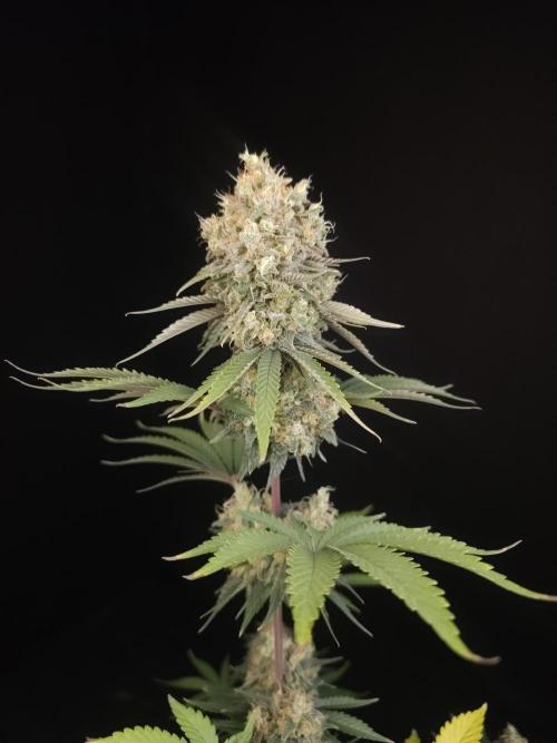 Skunk 2. Week 7