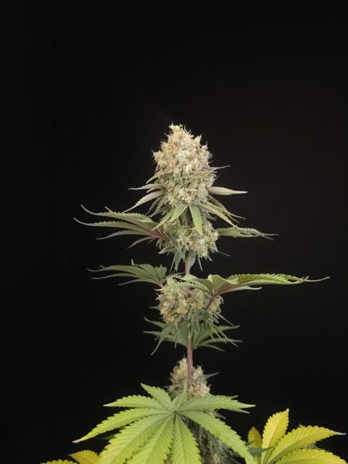 Skunk 2. Week 7