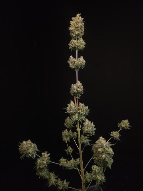 Skunk 2. Week 8