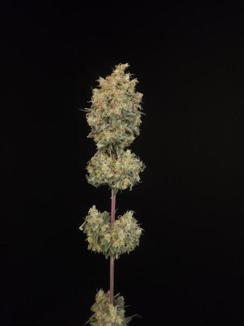 Skunk 2. Week 8