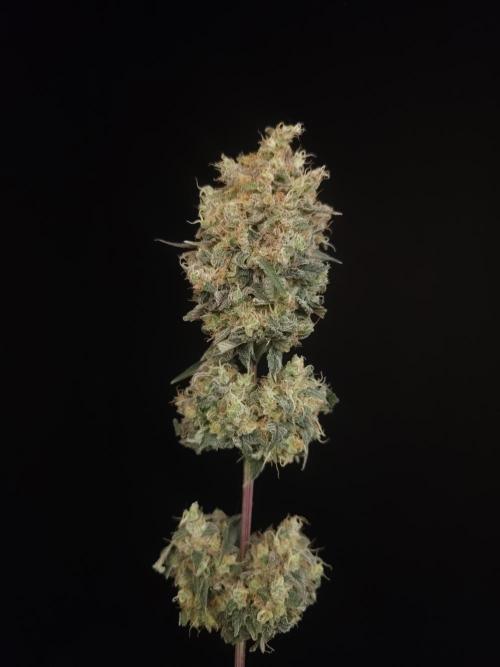 Skunk 2. Week 8